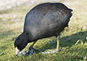 Fulica americana